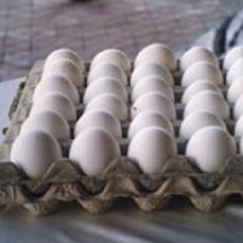 ���е������l(f��)